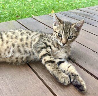 Bengálské kotě - 3