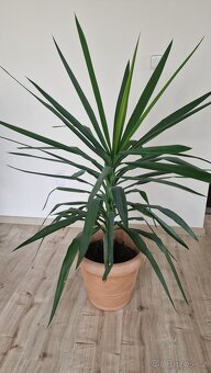 Domácí květina Juka - 3