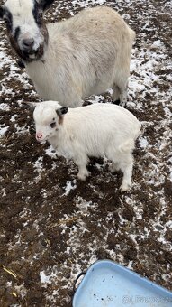 Kozlata holandské zakrslé - 3