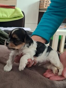 Biewer terrier s PP chlapeček - 3