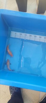 Prodam KOI pouze uznavane variery - 3