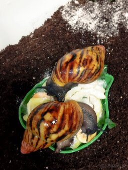 Archachatina Marginata Suturalis F2 - 3