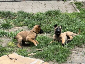 Belgický ovčák Malinois štěně - 3