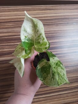 Epipremnum - 3