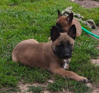 Belgický ovčák malinois s PP - 3