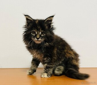 Mainská mývalí bez pp - 3