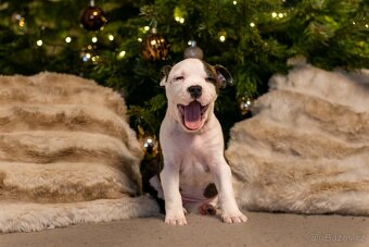 Americký stafordšírský teriér - 3