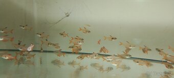 Tetra červenoústá - 3