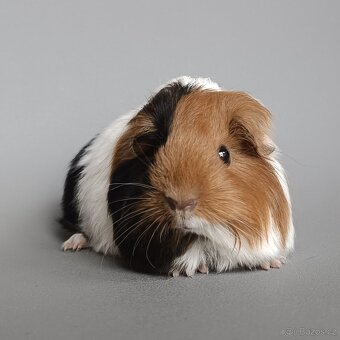 Dlouhosrsté morče plemene šeltie - 3