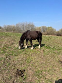 Prodám Welsh-Cob typu C - 3