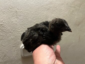 Odrostla kuřátka cemani a holandská zdrobnělá - 3