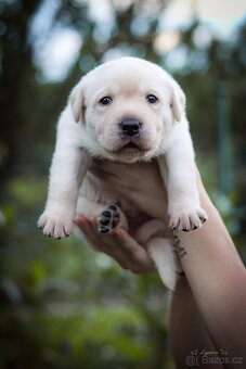 Štěňata - podzim 2025 - labradorský retriever s PP - 3
