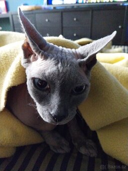 SPHYNX KOCOURA I STARŠÍHO - 3
