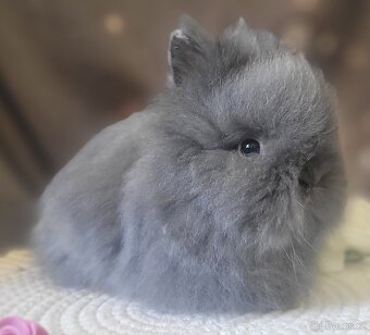 Zakrslý králík teddy - 3