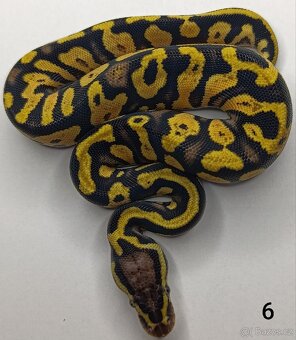 Krajta královská/ Python regius - 3