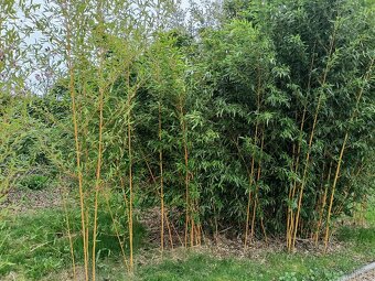 Mrazuvzdorný bambus - 3