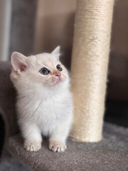 Britské kotě bílá činčila - 3