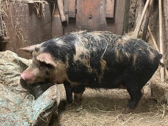 Vykrmené prase na zabiti 2ks, prasnice na chov i březí - 3