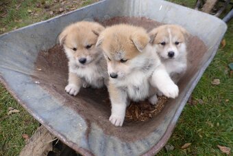 Nabízím štěňátka plemene Akita Inu - 3