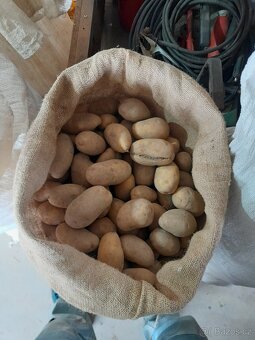 Konzumní brambory na uskladnění - 3