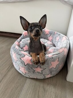 Rusky toy hladkosrsty s PP FCI - 3