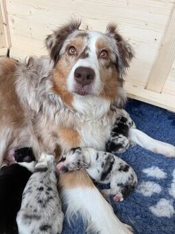 Australský ovčák s průkazem původu - 3