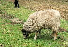 Quessantské ovce - 3