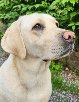 Štěňata Labradorského retrievera s PP FCI - 3