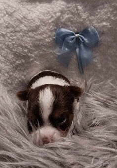 Yorkshire Terrier Black and tan, Biewer, Biro s PP - 3