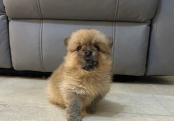 Pomeranian boo - 3