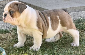 Anglicky Bulldog-fenka - 3
