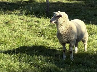 Ovečka na predaj - 3