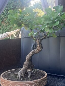 Bonsaj,bonsai Olše - 3