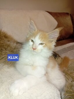 Mainská myvalí koťata bez PP - 3
