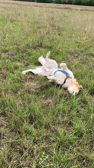 Zlatý retrívr - nabídka krytí - 3