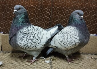 Holub Polský rys - 3