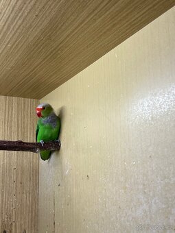 agapornis etiopský - 3