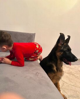 Německý ovčák s PP – špičkové štěně z výběrového chovu - 3