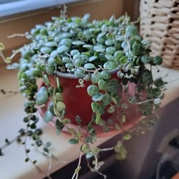 Peperomia prostata (Želvičky) - 3