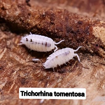 Stinky - isopody - 3