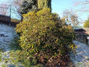 Rododendron - 3