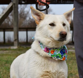 NAIMA K ADOPCI - 1 ROK, NĚŽNÁ, MILÁ, VHODNÁ K DĚTEM - 3