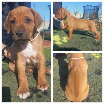 Chs Maisha Mazuri - Rhodesian ridgeback - 3