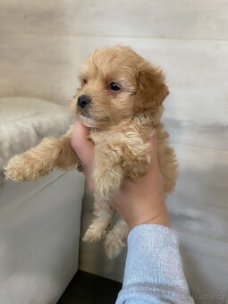 Štěňata maltipoo na prodej, maltézský toy pudl s PP - 3