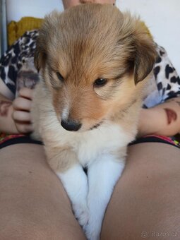 Sheltie Šeltie s PP - 3