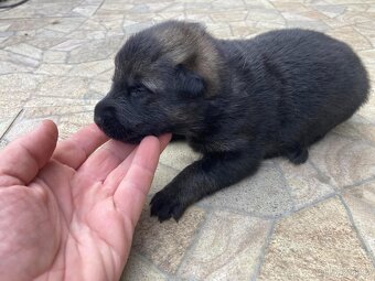 Německy ovčak -šťenátka - 3