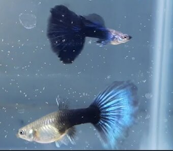 Corydoras gold laser - cw010 - 3