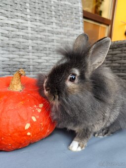 Zakrslý králíček, králík - lvíček, samička Toy - 3