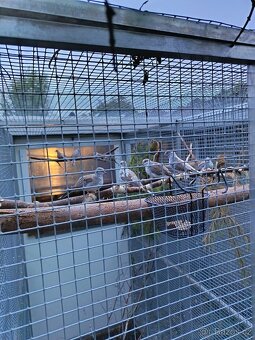 Holoubek diamantový straka - 3