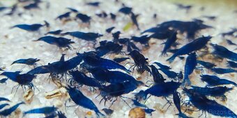 Krevetky Neocaridina a Caridina - 3